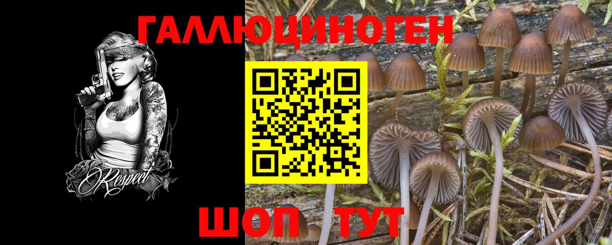 Галлюциногенные грибы Psilocybine cubensis  Вход с VPN  Галлюциногенные грибы прущие грибы  Муравленко 